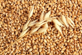 Пшеница проталкивается в Египет