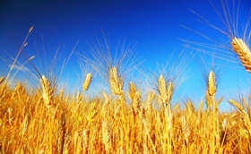 В Украине собрано 23 млн т зерна