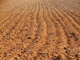 Агрохолдинг ИМК намерен в 2012г увеличить урожай картофеля минимум на 11%