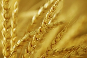 AgroGeneration увеличила урожай ранних зерновых в Украине в 2012 году на 28% - до 112,3 тыс. тонн