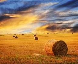 Государственная продовольственно-зерновая корпорация с начала 2012/2013 МГ приняла на хранение 1,7 млн тонн зерна