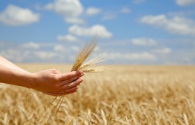 "Агротон" к 14 июля убрал пшеницу с 30% площадей