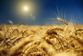 Остаток зерна на предприятиях Украины на 1 декабря 2011 г. вырос на 63%
