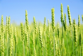 KSG Agro в 2011 г.собрал 106,4 тыс. тон зерновых