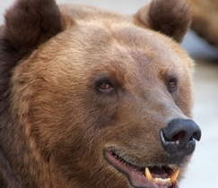 Украинские "медведи" в четверг утром продолжают "утаптывать" фондовые индексы вниз