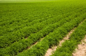KSG-Agro планирует в 2012 году увеличить земельный банк до 110 тыс. га