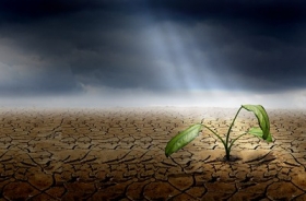 Засухой в Украине охвачено около 50% посевов сельхозкультур - Укргидрометцентр