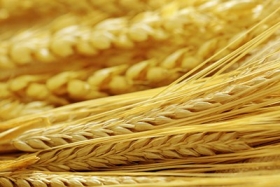 Намерение Украины запретить экспорт пшеницы существенно не влияет на мировую цену - эксперт