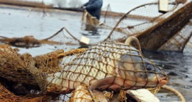 Ассоциация рыболовов Украины заявляет о существенном росте браконьерства