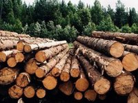 Cистема электронного учета древесины в Украине уже объединяет 85% лесхозов