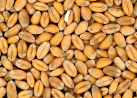 Американский эксперт прогнозирует сохранение высоких цен на зерно на мировых рынках