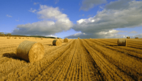 В 2022 году мировые рынки не получат 50 млн тонн зерна из Украины