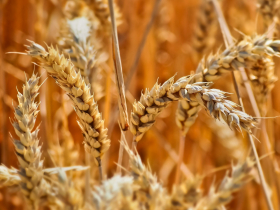 Урожай зерновых и масличных в Украине в 2022 может быть на 51% ниже прошлогоднего – эксперты