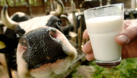 Производство молока в Украине в 2022 сократится на 13-16%