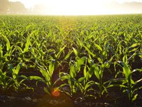Посевных площадей под кукурузой в Украине в текущем сезоне будут меньше