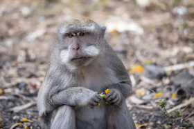 Украинские эксперты не видят риска значительного распространения оспы обезьян - видео