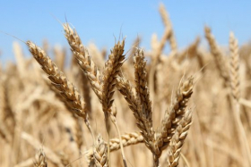 Виробництво пшениці у світі цього року може побити рекорд