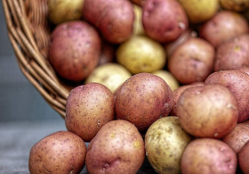 В Украине неплохой урожай картофеля, дефицита не будет – Минагрополитики