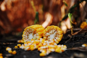 Темпы уборки кукурузы в Украине сильно отстают от прошлогодних