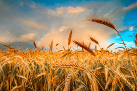 Прогнозируемый урожай зерновых в Украине в 2023 может упасть на 37% к 2022, а масличных вырасти на 13%