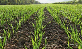 Состояние посевов озимых в Украине в этом году лучше прошлогоднего - министерство
