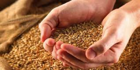 Экспорт пшеницы из Украины в предстоящем маркетинговом году составит 10 млн тонн - Минсельхоз США