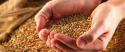 Экспорт пшеницы из Украины в предстоящем маркетинговом году составит 10 млн тонн - Минсельхоз США