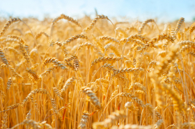 Аграрии Украины в 2023 могут получить 61,4 млн тонн валового урожая зерновых и масличных