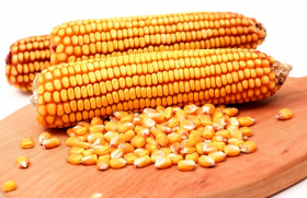 USDA улучшил прогноз урожая кукурузы в Украине