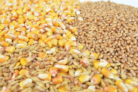 USDA поліпшив прогноз урожаю пшениці в Україні до 21 млн тонн, кукурудзи - до 27,5 млн тонн