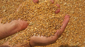 Української пшениці для експорту цього сезону буде не менше, ніж минулого - міністр