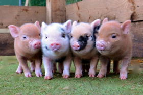 Чому діючим свинокомплексам потрібно відвідати Форум "Зерно. Свині.  М’ясо – 2023"?