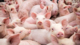 Рентабельность свиноводства в Украине достигает 300% - руководитель ассоциации "Мясной отрасли"