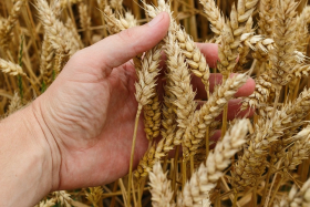 Частка Європи в експорті українського зерна сягнула 59% - Український клуб аграрного бізнесу