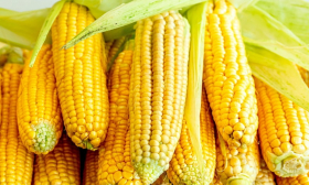 Українська кукурудза на світових ринках почала дорожчати завдяки зростанню попиту на неї з боку Китаю, Туреччини, Єгипту та ЄС