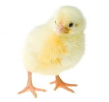 Производство курятины в Украине в 2013 году может вырасти на 15% - до 1,2 млн тонн - эксперт