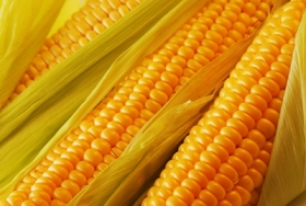 "Укрлэндфарминг" начал экспорт кукурузы в Китай