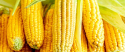 Українська кукурудза на світових ринках почала дорожчати завдяки зростанню попиту на неї з боку Китаю, Туреччини, Єгипту та ЄС